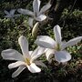 Magnolia kobus